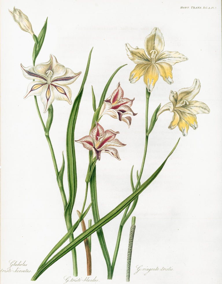 Item nr. 157225 Vol. IV, Pl II. Gladiolus tristi-hirsutus. Royal Horticultural Society.