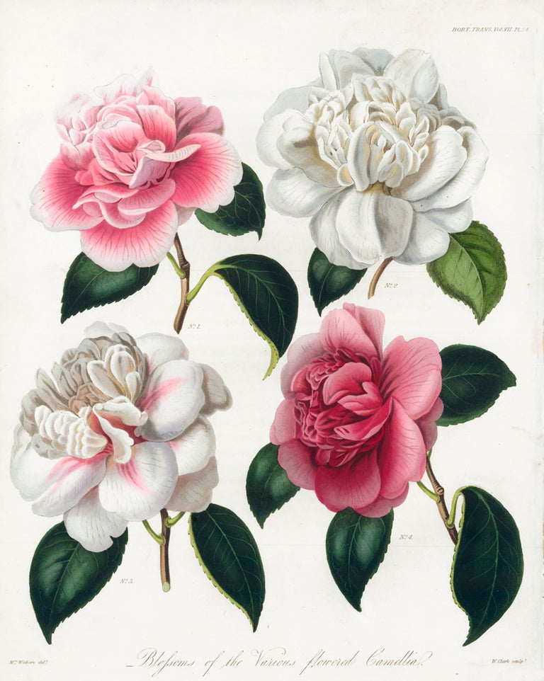 Item nr. 157226 Vol. VII, Pl XIV. Blossoms of the Various Flowered Camellia. Royal Horticultural Society.