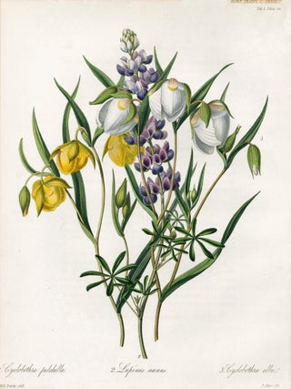 Item nr. 157227 Vol. I, Pl XIV. Cyclobothra pulchella, Lupinus manus and Cyclodothra alba. Royal...