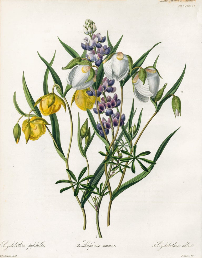 Item nr. 157227 Vol. I, Pl XIV. Cyclobothra pulchella, Lupinus manus and Cyclodothra alba. Royal Horticultural Society.