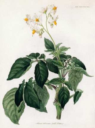 Item nr. 157229 Vol. V, Pl II. Solamum tuberosum (wild potato). Royal Horticultural Society