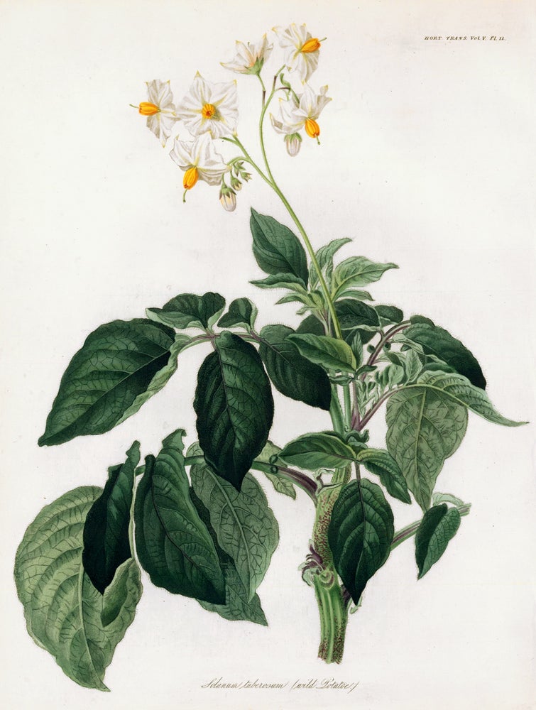 Item nr. 157229 Vol. V, Pl II. Solamum tuberosum (wild potato). Royal Horticultural Society.
