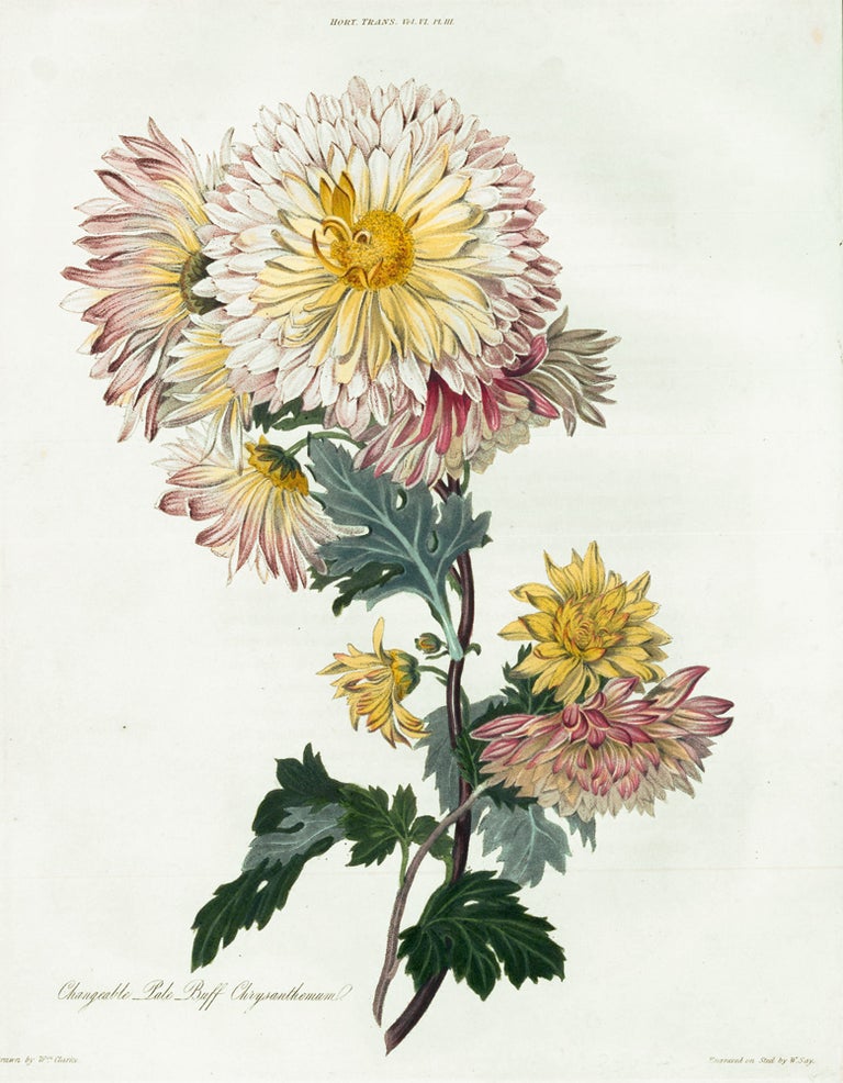 Item nr. 157230 Vol. VI, Pl III. Changeable Pale Buff Chrysanthemum. Royal Horticultural Society.
