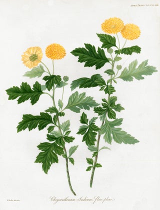 Item nr. 157231 Vol. IV, Pl XIII. Chrysanthemum Indicum. Royal Horticultural Society