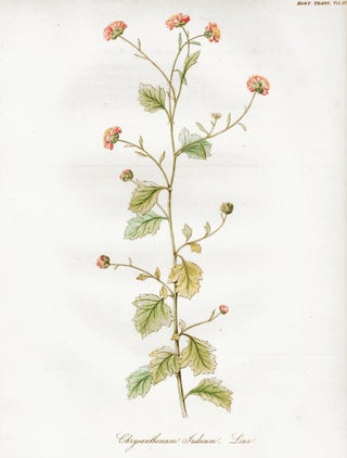 Item nr. 157232 Vol. IV, Pl. XII. Chrysanthemum Indicum. Royal Horticultural Society