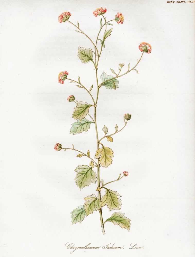 Item nr. 157232 Vol. IV, Pl. XII. Chrysanthemum Indicum. Royal Horticultural Society.