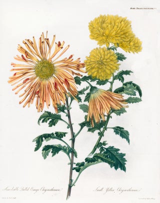 Item nr. 157233 Vol. V, Pl XVII. Semi-double Quilled Orange Chrysanthemum and Small Yellow...