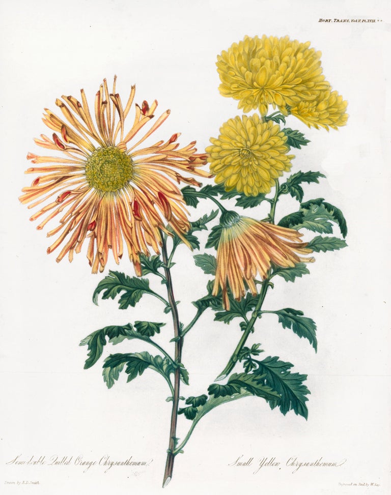 Item nr. 157233 Vol. V, Pl XVII. Semi-double Quilled Orange Chrysanthemum and Small Yellow Chrysanthemum. Royal Horticultural Society.