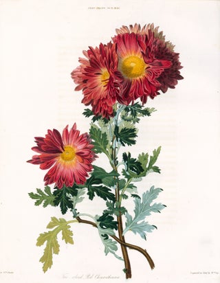 Item nr. 157235 Vol. VI, Pl IV. Two-colored Red Chrysanthemum. Royal Horticultural Society