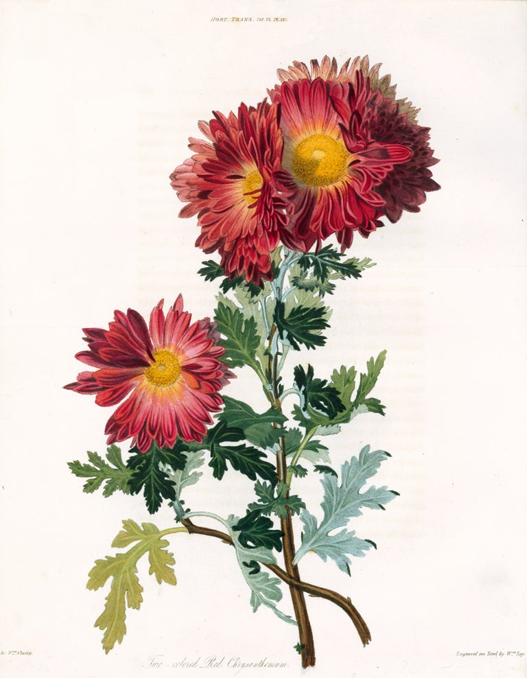 Item nr. 157235 Vol. VI, Pl IV. Two-colored Red Chrysanthemum. Royal Horticultural Society.