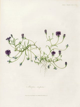 Item nr. 157236 Vol. II, Pl II. Monopsis conspicua. Royal Horticultural Society