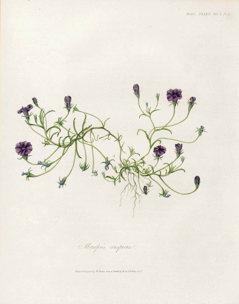 Item nr. 157236 Vol. II, Pl II. Monopsis conspicua. Royal Horticultural Society.