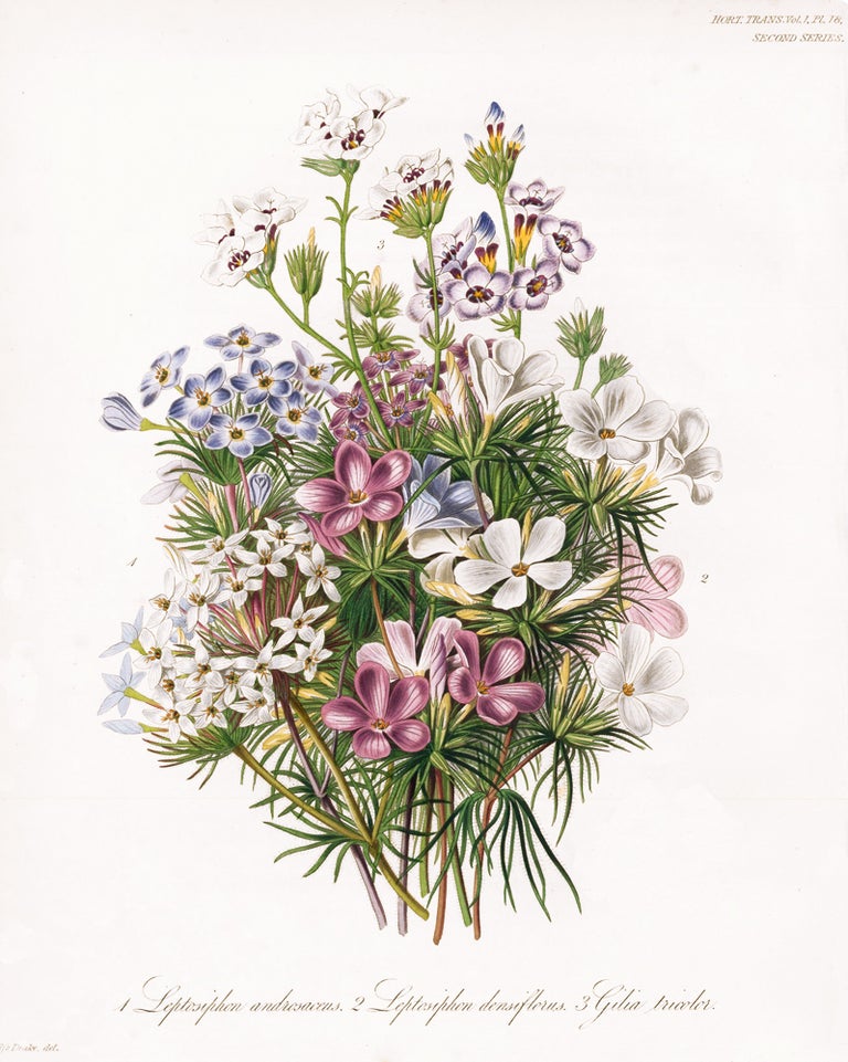 Item nr. 157237 Leptosiphom androsaceus and Gilia tricolor. Royal Horticultural Society.