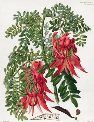 Item nr. 157238 Vol. I, Pl XXII. Miss Drake. Royal Horticultural Society