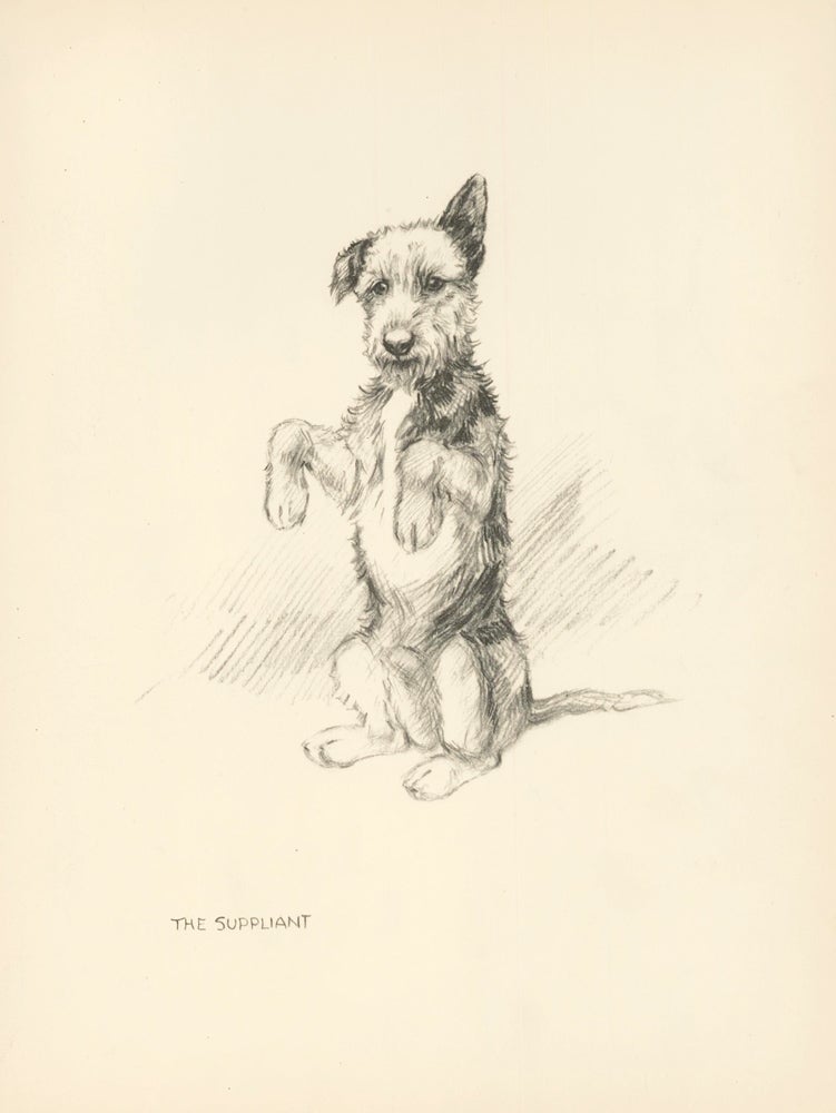 Item nr. 157273 Terrier, the Suppliant. Reverse: Dog in a coat. Just Dogs: Sketches in Pen & Pencil. Kathleen Frances Barker.
