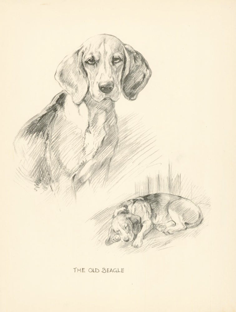 Item nr. 157365 Beagle. Reverse: Bulldog. Just Dogs: Sketches in Pen & Pencil. Kathleen Frances Barker.