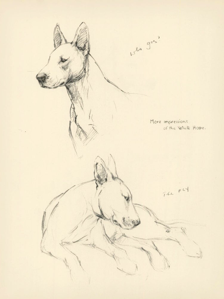 Item nr. 157370 Bull Terrier. Reverse: The White Hope. Just Dogs: Sketches in Pen & Pencil. Kathleen Frances Barker.