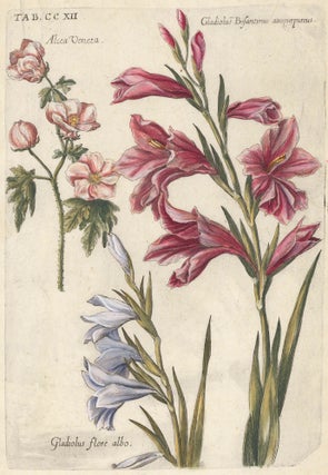 Item nr. 157981 Venice mallow, Gladiolus byzantinus, White gladiolus. Tab. CCXII., Viridarium...