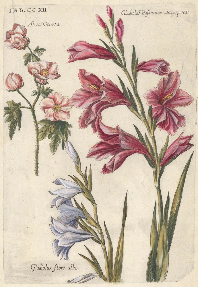 Item nr. 157981 Venice mallow, Gladiolus byzantinus, White gladiolus. Tab. CCXII., Viridarium Reformatum. Michael Bernhard Valentini.