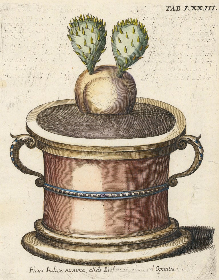 Item nr. 157990 Prickly pear. Tab. LXXIII, Viridarium Reformatum. Michael Bernhard Valentini.