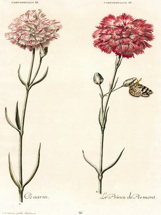 Item nr. 158006 Caryophyllus III. Caryophyllus IV. Hortus Nitidissimus. Christopher Jakob Trew