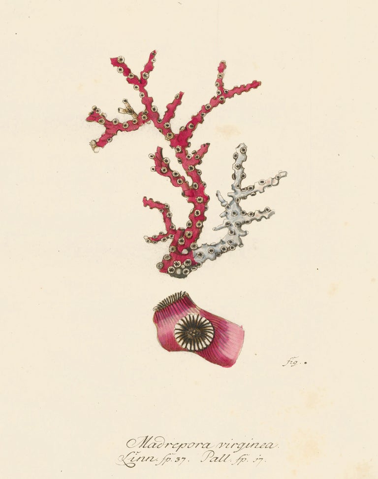 Item nr. 158042 Madrepora Virginea. Die Pflanzenthiere in Abbildungen nach der Natur. Eugenius Johann Christoph Esper.