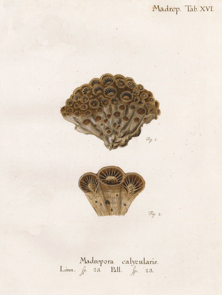 Item nr. 158044 Tab. XVI. Madrepora Calycularis. Die Pflanzenthiere in Abbildungen nach der Natur. Eugenius Johann Christoph Esper.