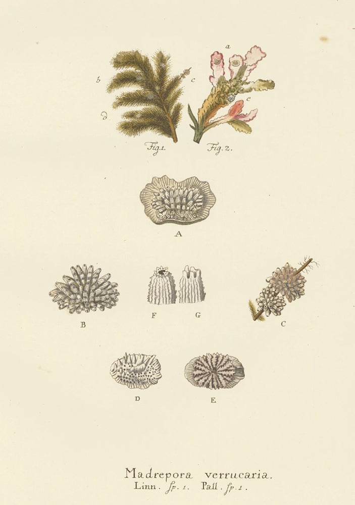 Item nr. 158046 Madrepora Verrucaria. Die Pflanzenthiere in Abbildungen nach der Natur. Eugenius Johann Christoph Esper.