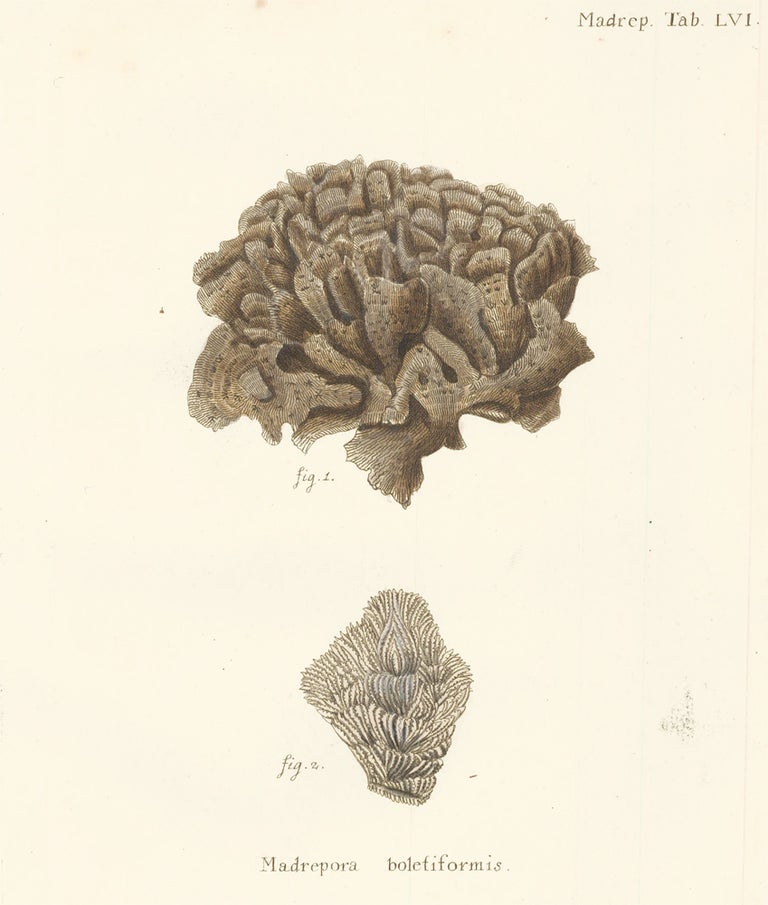 Item nr. 158049 Madrepora Boletiformis. Die Pflanzenthiere in Abbildungen nach der Natur. Eugenius Johann Christoph Esper.