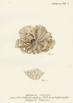 Item nr. 158052 Millepora Cellulosa. Die Pflanzenthiere in Abbildungen nach der Natur. Eugenius...
