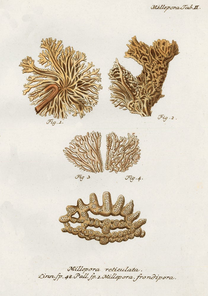 Item nr. 158053 Tab. II. Millepora Reticulata. Die Pflanzenthiere in Abbildungen nach der Natur. Eugenius Johann Christoph Esper.