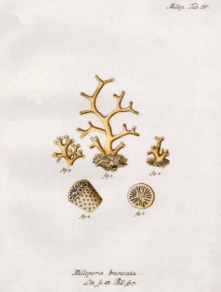 Item nr. 158055 Tab. IV. Millepora Truncata. Die Pflanzenthiere in Abbildungen nach der Natur....