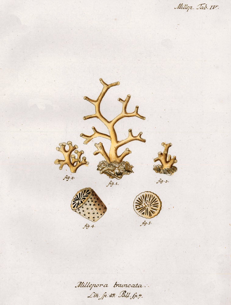 Item nr. 158055 Tab. IV. Millepora Truncata. Die Pflanzenthiere in Abbildungen nach der Natur. Eugenius Johann Christoph Esper.