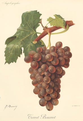 Item nr. 158107 Terret Bourret. Traité Général de Viticulture. Ampélographie…. J. Troncy