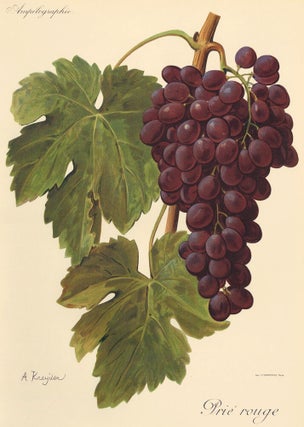 Item nr. 158108 Prié rouge. Traité Général de Viticulture. Ampélographie…. Alexis Kreyder