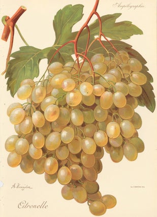 Item nr. 158111 Citronelle. Traité Général de Viticulture. Ampélographie…. Alexis Kreyder