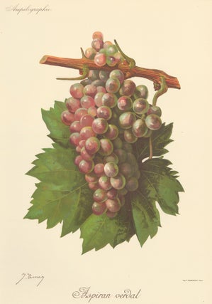 Item nr. 158112 Aspiran verdal. Traité Général de Viticulture. Ampélographie…. J. Troncy