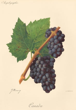 Item nr. 158113 Canada. Traité Général de Viticulture. Ampélographie…. J. Troncy