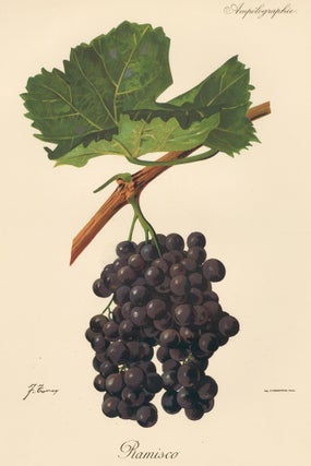 Item nr. 158115 Ramisco. Traité Général de Viticulture. Ampélographie…. J. Troncy