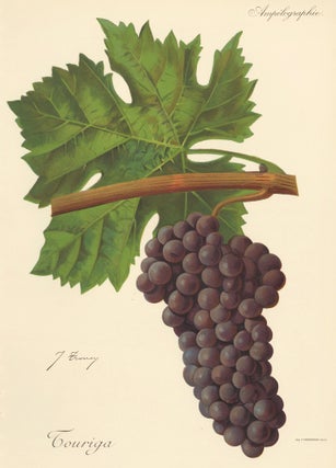 Item nr. 158116 Touriga. Traité Général de Viticulture. Ampélographie…. J. Troncy