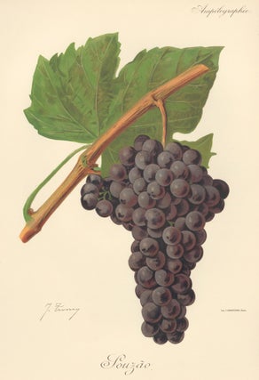 Item nr. 158117 Souzão. Traité Général de Viticulture. Ampélographie…. J. Troncy
