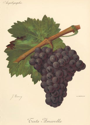 Item nr. 158118 Tinta Amarella. Traité Général de Viticulture. Ampélographie…. J. Troncy