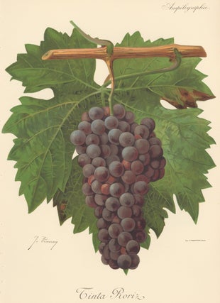 Item nr. 158119 Tinta Roriz. Traité Général de Viticulture. Ampélographie…. Alexis Kreyder