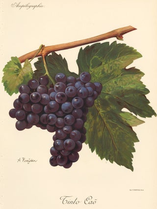 Item nr. 158120 Tinto Caõ. Traité Général de Viticulture. Ampélographie…. Alexis Kreyder