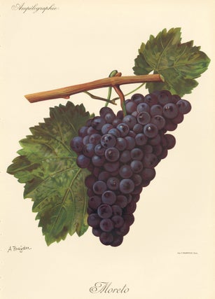 Item nr. 158121 Moreto. Traité Général de Viticulture. Ampélographie…. Alexis Kreyder