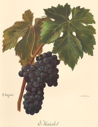 Item nr. 158165 Maïolet. Traité Général de Viticulture. Ampélographie…. Alexis Kreyder