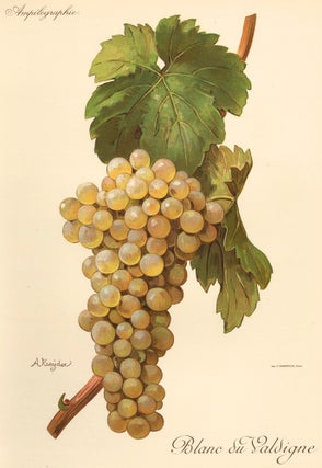 Item nr. 158166 Blanc du Valdigne. Traité Général de Viticulture. Ampélographie…. Alexis...