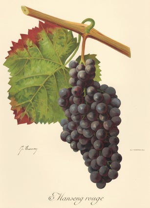 Item nr. 158167 Manseng rouge. Traité Général de Viticulture. Ampélographie…. J. Troncy