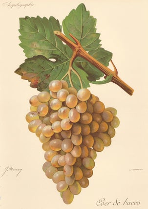 Item nr. 158168 Coer de bacco. Traité Général de Viticulture. Ampélographie…. J. Troncy