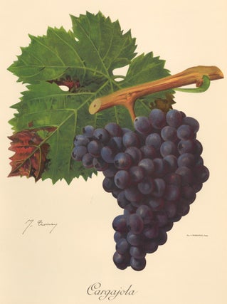 Item nr. 158169 Cargajola. Traité Général de Viticulture. Ampélographie…. J. Troncy